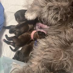 Shorkie puppies from Fancy Paws Shorkies & Shih Tzus