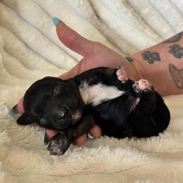 Andrew - Tri-color male Yorkipoo puppy in Calimesa, California from Teakwoodpoodleofsocal