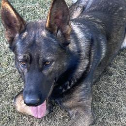 German Shepherds from Lisa Rosado