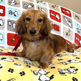 Dachshund puppies from Signatures Mini Dachshunds