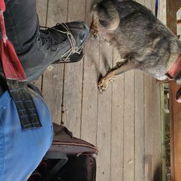 Kelsey - German Shepherd