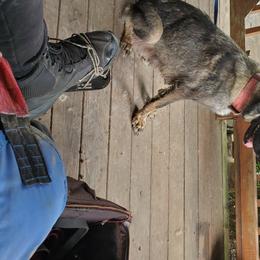 Kelsey - German Shepherd
