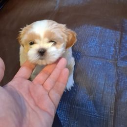 Shih Tzu Puppies from N.F.S.T Imperial ShihTzu Puppies.