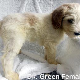 Goldendoodle Puppies from Shelby Doodles
