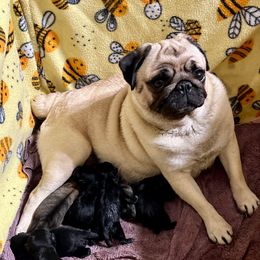 Madori - Pug