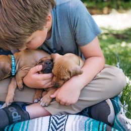 Rhodesian Ridgeback Puppies from Alta Ridgebacks