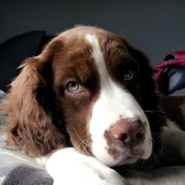 English Springer Spaniel Puppies from Hometown Springers