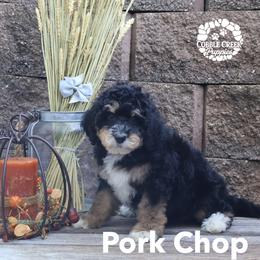 Pork Chop - Tri-color male Bernedoodle puppy in Heyworth, Illinois from Cobble Creek Puppies
