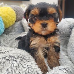 Yorkshire Terrier Puppies from Yorkie Puppies Redwood Ranch Chicago