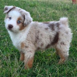Amber - Red merle female Miniature American Shepherd puppy in Artois, California from Aloe Aussies
