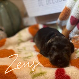 Miniature Schnauzer Puppies from Dixieland Miniature Schnauzers