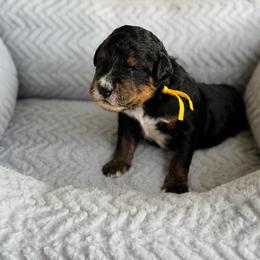 Travel - yellow - Phantom female Bernedoodle puppy in Charleston, South Carolina from Palm Belle Doodles