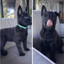Dutch Shepherd puppies from TecK9s