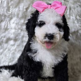 Crystal - Tri-color female Bernedoodle puppy in Austin, Texas from Austin Doodles & Poodles