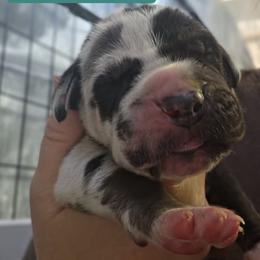 Teal Collar - Harlequin male Great Dane puppy in Longview, Texas from Lazy A Danes