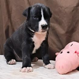 Girl 3 - Betsy Ross - Black brindle female American Staffordshire Terrier puppy in Bastrop County, Texas from Ironheart American Staffordshire Terriers