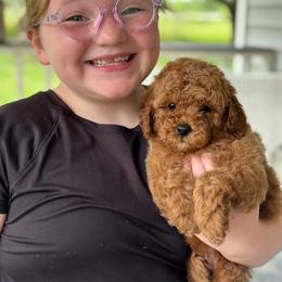 Briar - Red  male Poodle puppy in Dayton, Texas from Wolfe Island Poodles