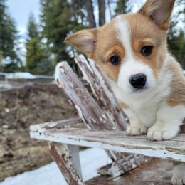 Pembroke Welsh Corgi Puppies from North Star Pembroke Welsh Corgi's