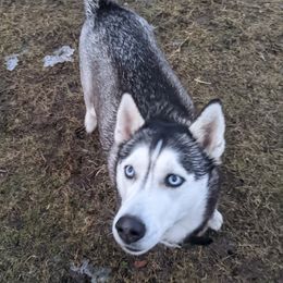 Willow - Siberian Husky