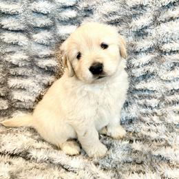 Sweetie - Light golden female Golden Retriever puppy in Oregon from Bliss Retrievers