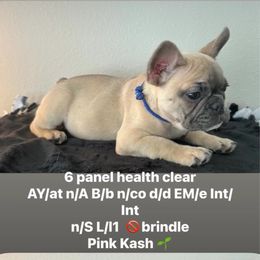 Blue collar - Blue fawn male French Bulldog puppy in Troup, Texas from Kim Ontiveros