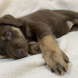 Girl 1: Minke - Fawn Companion Cross puppy in Arlington, Virginia from The Bosun Dog Project