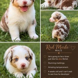 Red Merle Male - Red merle male Australian Shepherd puppy in Bremen, Georgia from Ash-Land Aussies