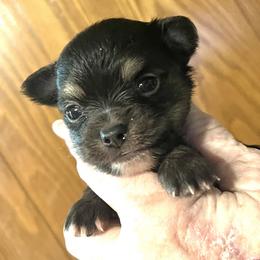Trident - Chocolate blue male Chihuahua puppy in Tecumseh, Oklahoma from Callie’s Happy Chihuahuas, Callie’s Happy Treasures LLC