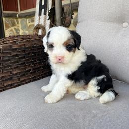Alice - Tri-color female Bernedoodle puppy in Holtwood, Pennsylvania from Country Ridge Puppies