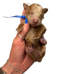 George Jones - Red  male Goldendoodle puppy in Hot Springs, Arkansas from Hot Springs Kennels