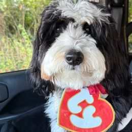 Bernedoodle, Bernese Mountain Dog, and Poodle Puppies from NJ Bernedoodles