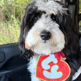 Bernedoodle, Bernese Mountain Dog, and Poodle Puppies from NJ Bernedoodles