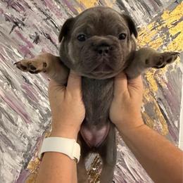 Violet - Blue female French Bulldog puppy in Chesnee, South Carolina from Michael & Raisa
