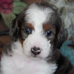 Yankee BMF brightest copper - Blue merle female Aussiedoodle puppy in Lawton, Oklahoma from Lindsey’s Aussies