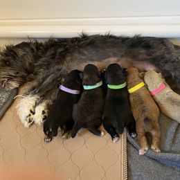 Schnoodle Puppies from Noodle Tings Puppies