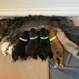 Schnoodle Puppies from Noodle Tings Puppies