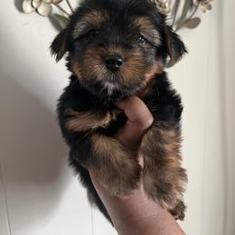 Rex - Black and tan male Yorkshire Terrier puppy in Gastonia, North Carolina from Precious pups dynasty kennel