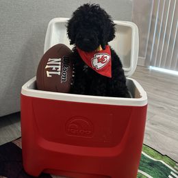 Poodle Puppies from Maison des Caniches