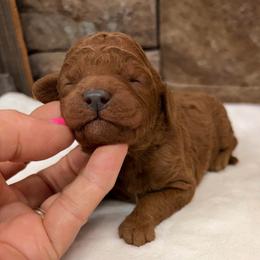 Blue Collar Boy - Red  male Goldendoodle puppy in Cullman, Alabama from My Awesome Rover