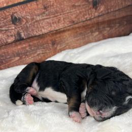 American Eskimo Dog and Bernedoodle Puppies from Shadow Kennels