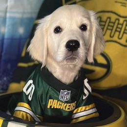 Isis - Golden Retriever