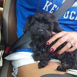 Molly (Toy) - Black female Cavapoo puppy in London, Kentucky from Blue Meadow Puppies