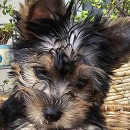 Yorkshire Terriers from Yorkiefamily