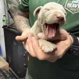Silver runt girl - Silver gray female Weimaraner puppy in Lancaster, Kentucky from Heavy Hollow Farm