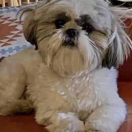 Shih Tzu Puppies from Willow Lane Shih Tzus