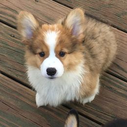 Pembroke Welsh Corgi and Poodle Puppies from Ivy League Poodles