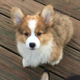 Pembroke Welsh Corgi and Poodle Puppies from Ivy League Poodles