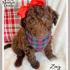 Zoey - Chocolate female Double Doodle puppy in Eagle Mountain, Utah from Lake Mountain Doodle