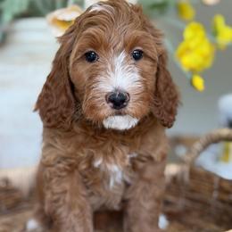 Noel - Apricot female Goldendoodle puppy in Yuciapa, California from AlltheDoodlez_