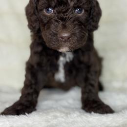 Gray - Crystal - Chocolate female Goldendoodle puppy in Cleveland, Georgia from The O.G. Doodles